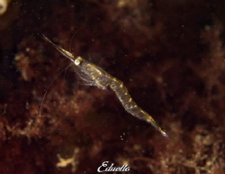 Knik garnaal, small shrimp by Eduard Bello 